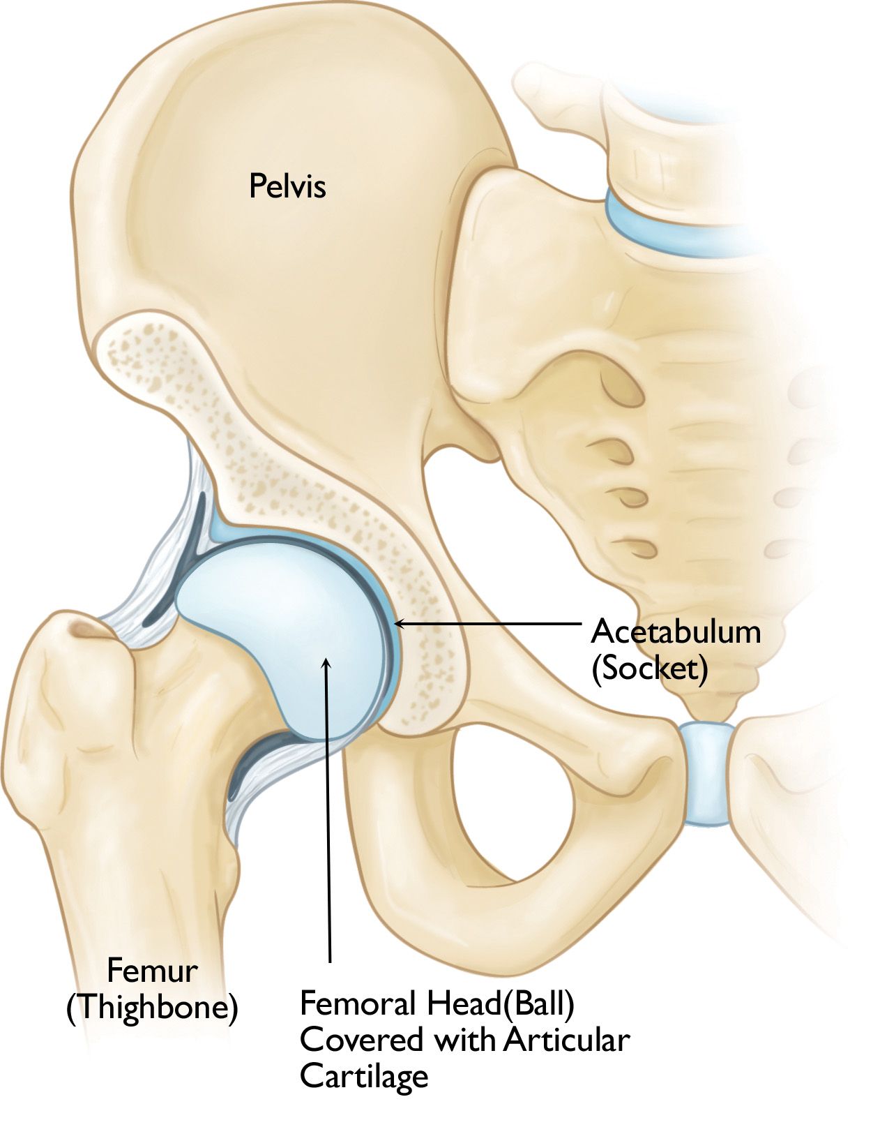 What is hip bursitis? – Midwest Center for Joint Replacement